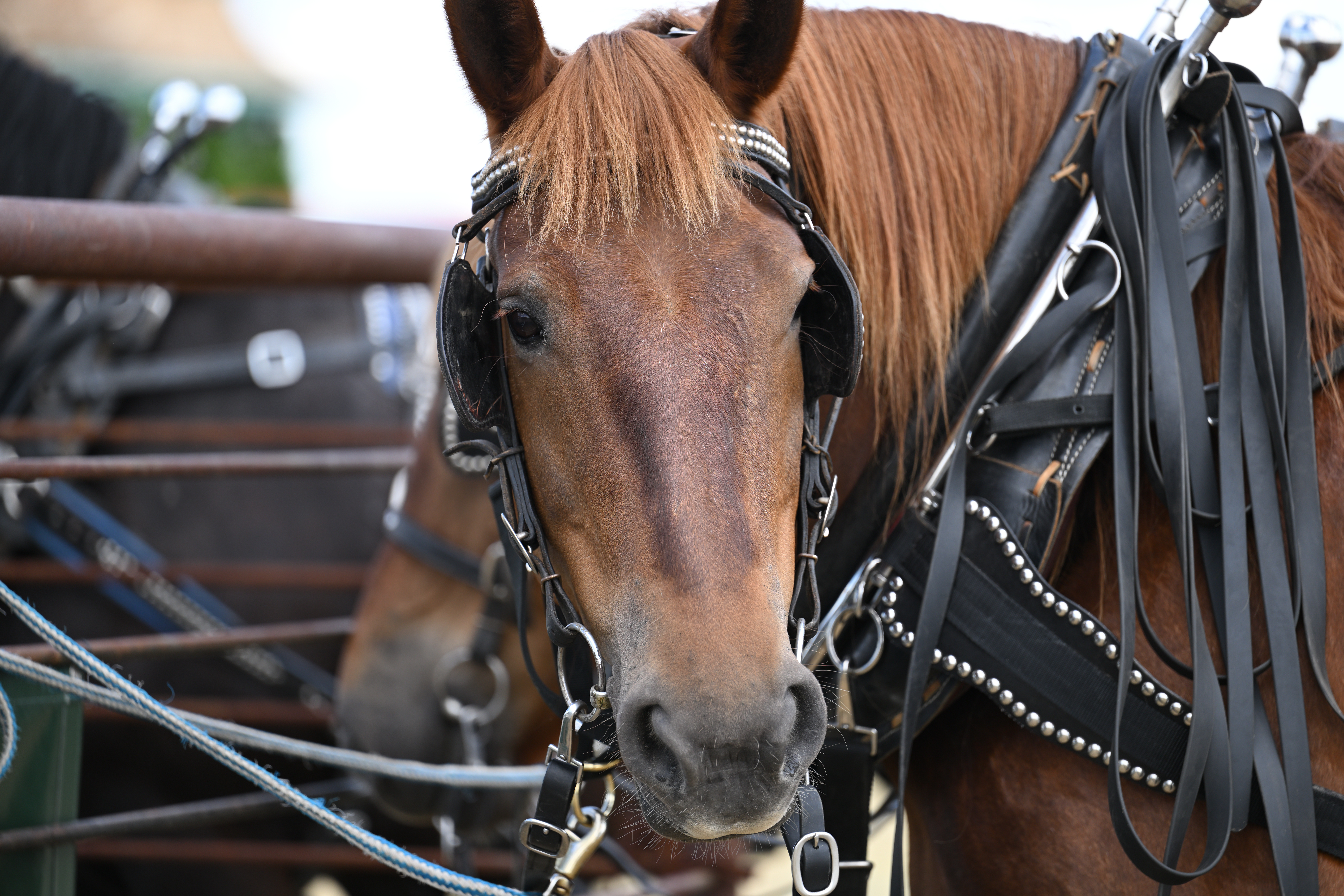 Chore Horse Competition 2